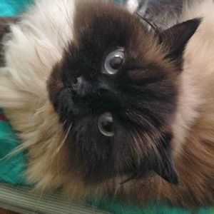 Meet your Posher, Alina